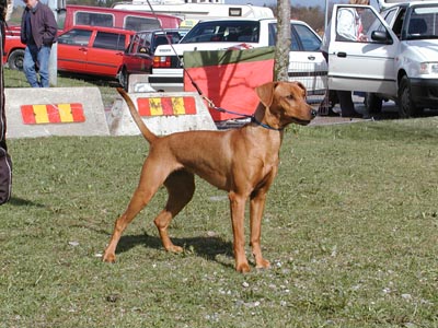 Xitamiz Ginger